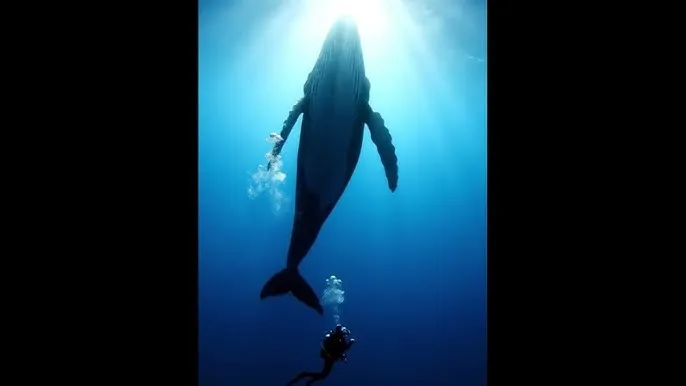 汤姆影院苹果版 - 深蓝星球：探索海洋深处的未知世界